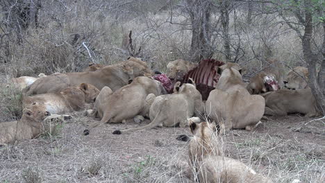 Una-Manada-De-Leones-Alimentándose-De-Un-Cadáver-En-La-Sabana-Africana