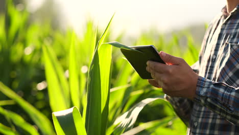 Primer-Plano:-Ingeniero-Agrónomo-De-Manos-Con-Una-Tableta-Inspecciona-Las-Plantas-En-Los-Campos-En-Una-Granja-Moderna-Al-Atardecer