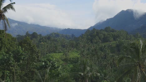 static shot rice paddy in jungle with blue sky and clouds, lush tropical environment