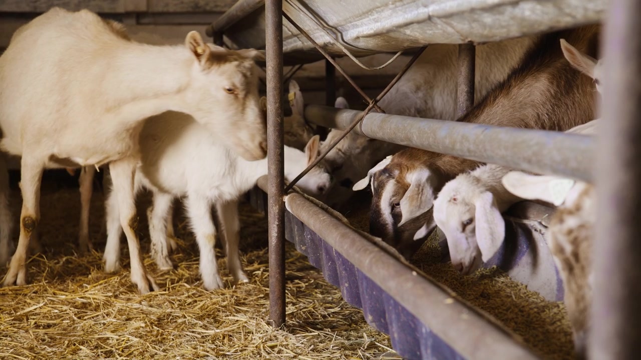 Capre domestiche adulte e un grazioso capretto bianco che si nutrono di grano secco da una lunga mangiatoia all'interno di un fienile agricolo rustico.