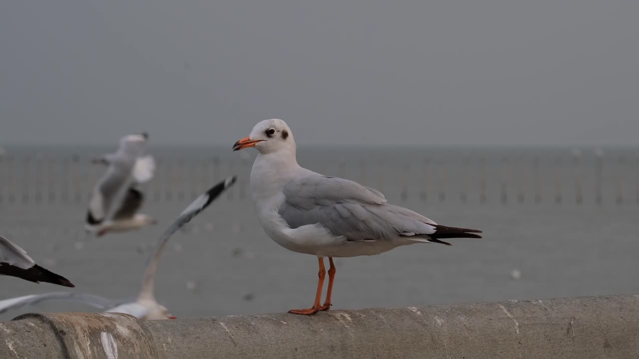 visto mirando hacia el mar, luego llega otra gaviota para ahuyentarlo