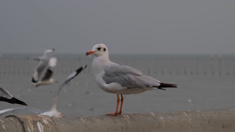 seen facing towards the sea then another gull arrives to drive it away