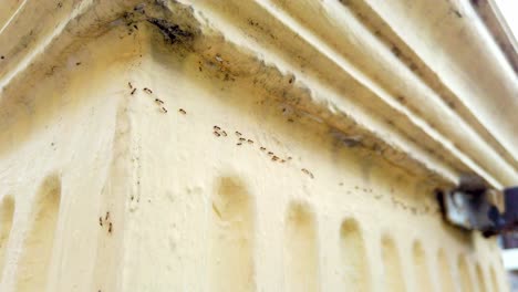 Ants-walking-in-a-trail-along-a-yellow-column