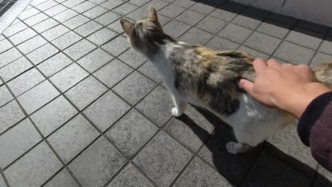 pov male hand petting pretty and playful cat in urban setting