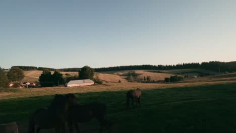 volando muy cerca y rápido con un dron de carreras fpv alrededor de un par de gentiles caballos hucul que se rascan entre sí