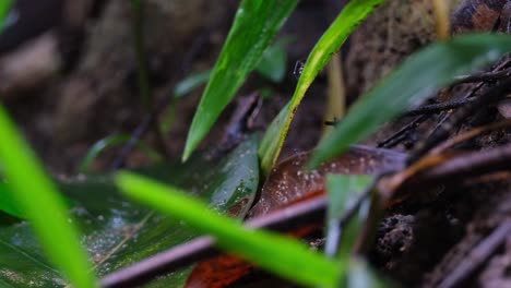 Schwarze-Ameise-Nähert-Sich-Einem-Sehr-Kleinen-Frosch-Und-Springt-Dann-Weg,-Thailand