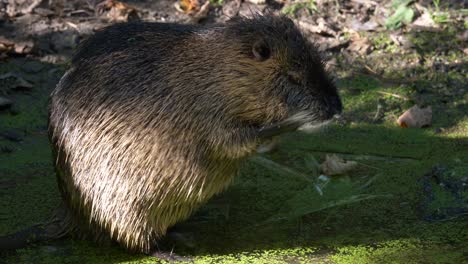 cute nutria in moss river stream cleaning face with hands in morning