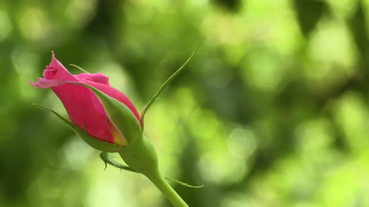 Kuncup Mawar Merah Muda di Taman dengan Latar Belakang Hijau Buram. - Close-up