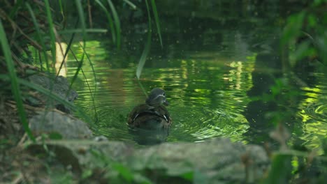 Enten-Schwimmen-In-Einem-Ruhigen-Teich,-Umgeben-Von-üppigem-Grün-Im-Zoo