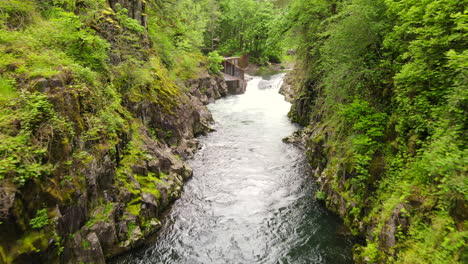 Drone-soaring-through-small-dens-forest-with-a-beautiful-river-running-through-it