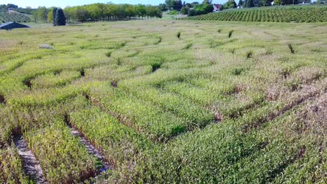 An-vista-aérea-over-a-vast-corn-maze-on-a-Michigan-farm-3