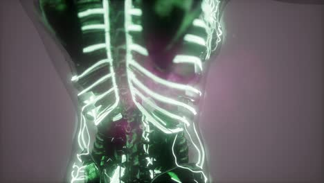 cuerpo humano con vasos sanguíneos brillantes