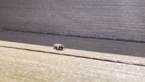 healthy bee searching for food or water on a wooden bench in a sunny day