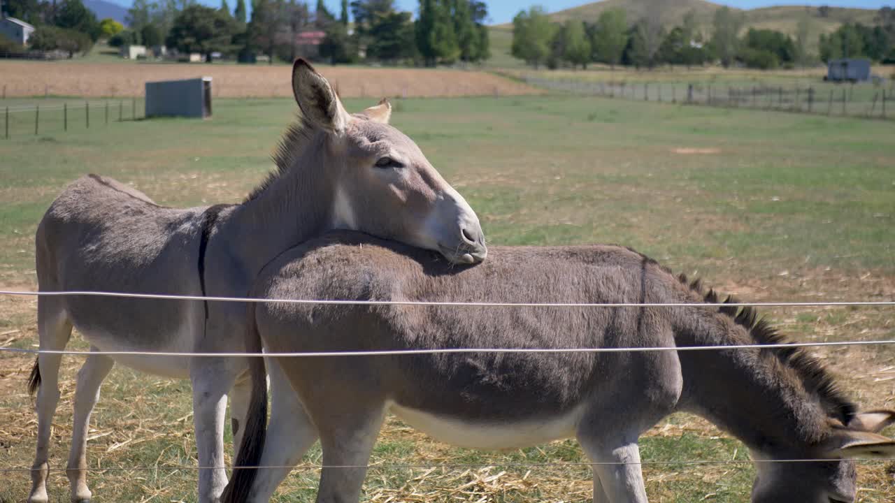 Slow motion view of two donkeys mules cuddling animal species on farmland countryside paddock acreage with fence in rural town Australia nature pet breed equine domestic stables ranch