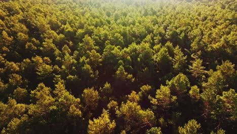 forward drone flight, swamp forest, camera tilts up, warm morning light, latvia