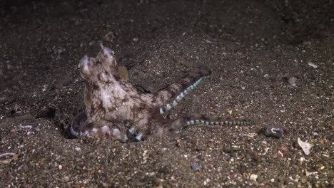 pulpo de coco estirando sus extremidades y atrapando presas con sus ventosas