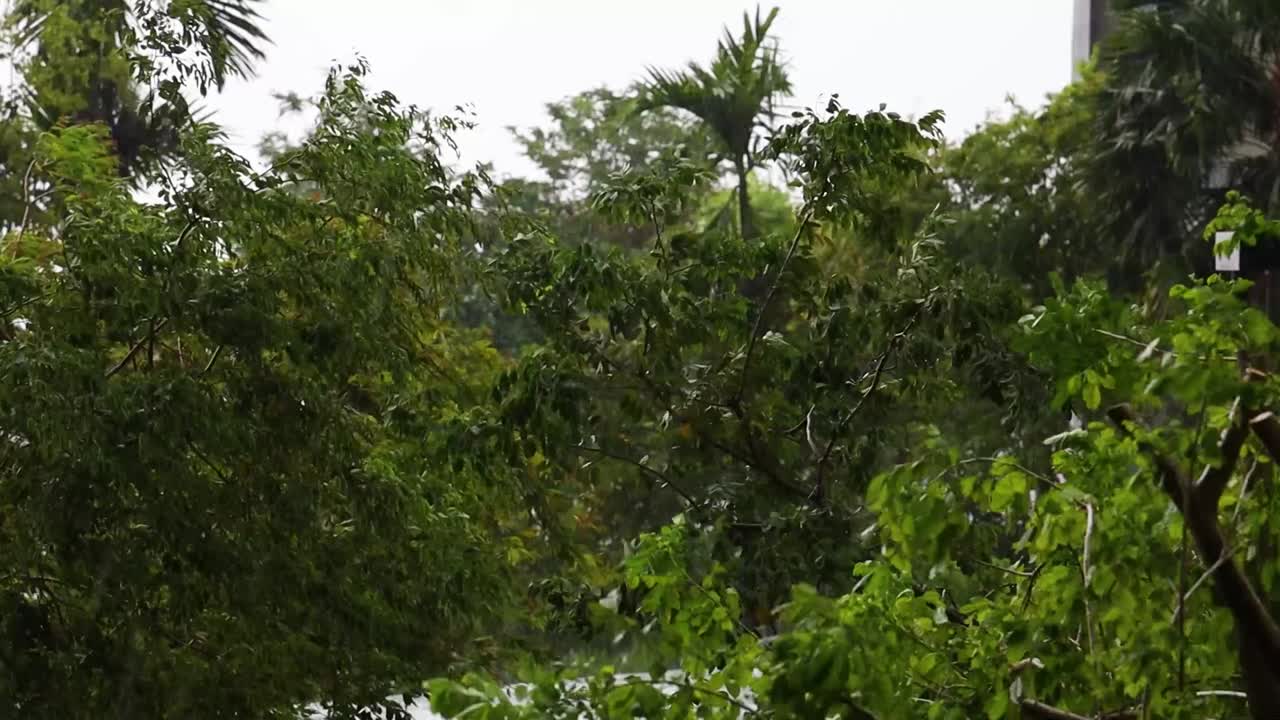 Trees During Heavy Rain (Slowed)