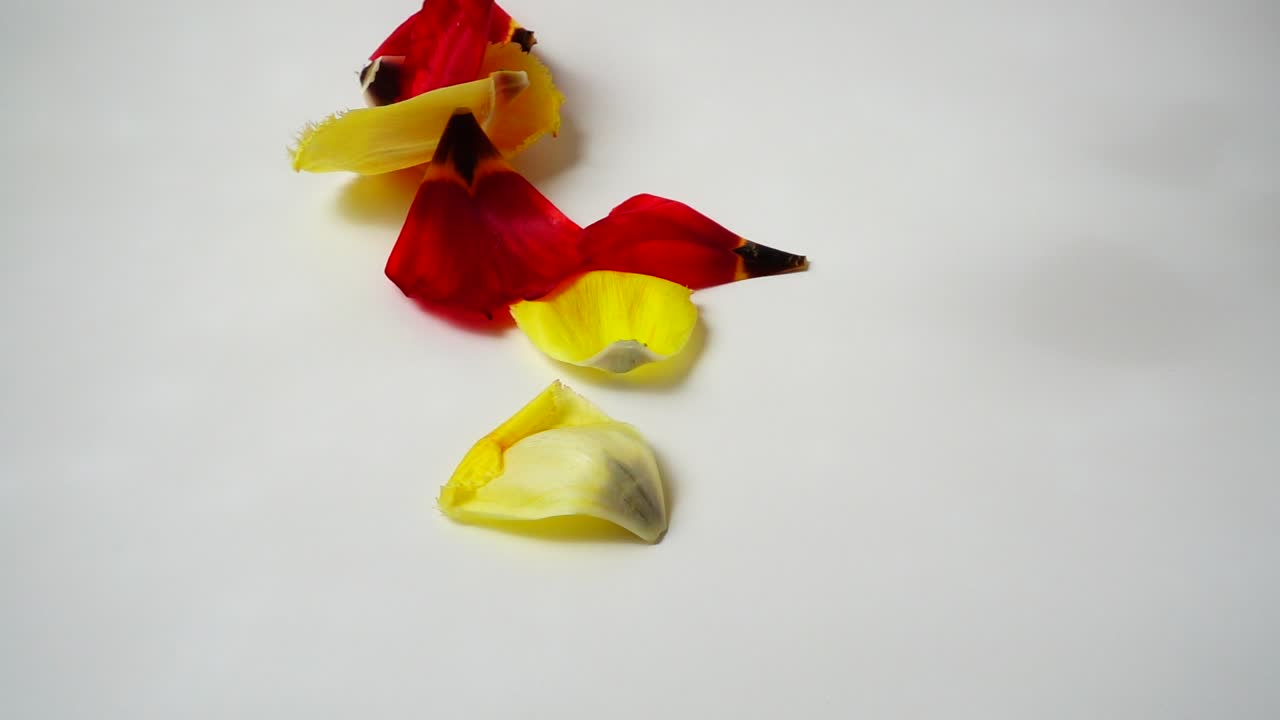 I petali cadenti dei tulipani. Slow motion. Riprese di fiori.