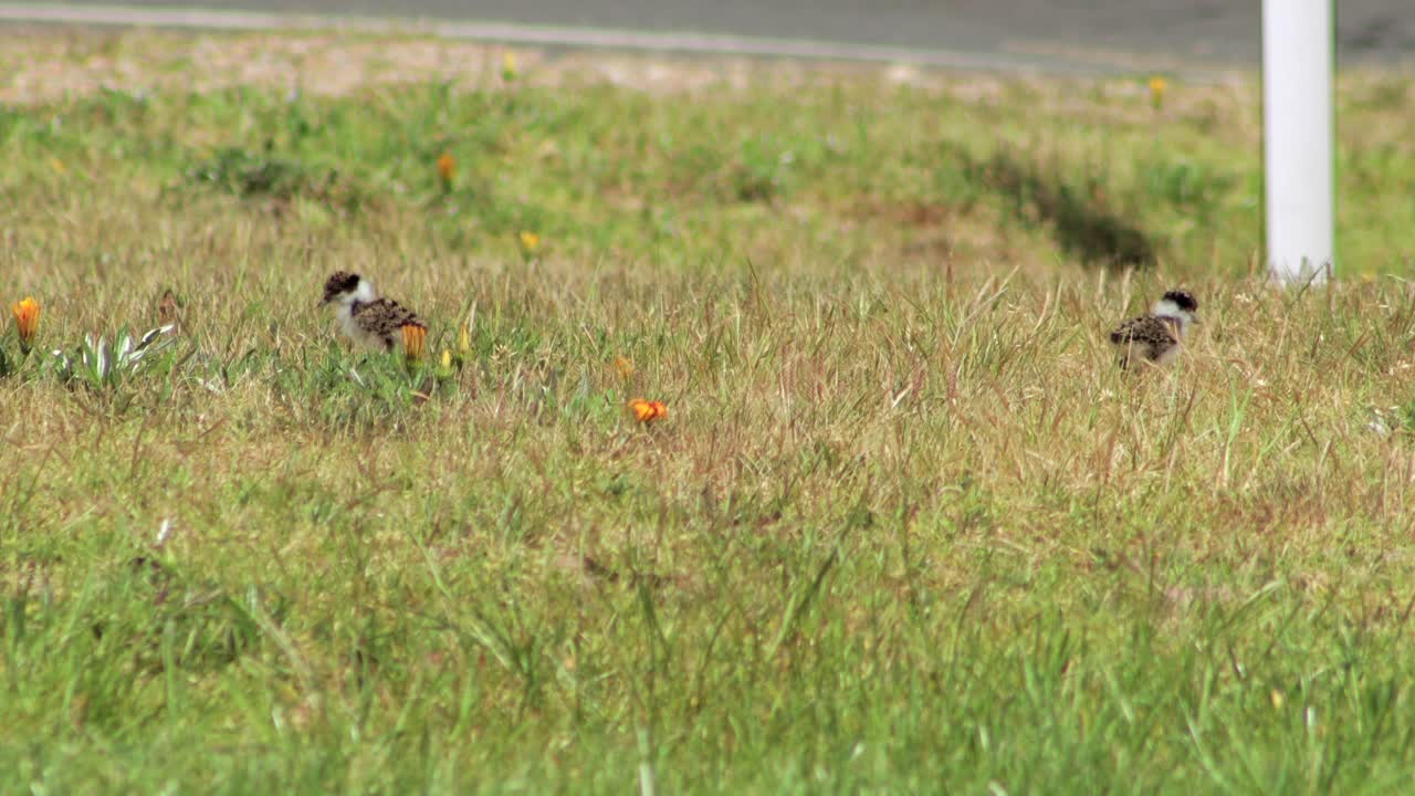 두 마리의 아기  ⁇ 이 잔디 위를  ⁇ 고 있습니다.