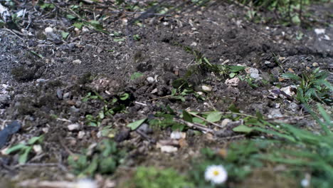 rastrillo oxidado que se usa en escombros en el jardín