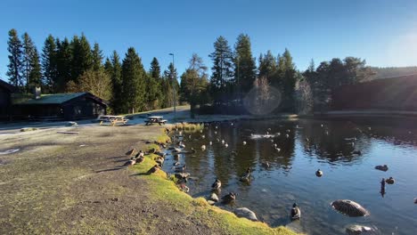 panning shot of ducks enjoying themself in the sun by a pond in early wintertime