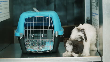 Welpe-Mit-Tiertransporter-Im-Flughafen