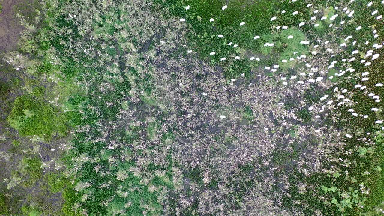 기숙사, 새, 야생 동물에 있는 왜가리 무리의 드론 보기