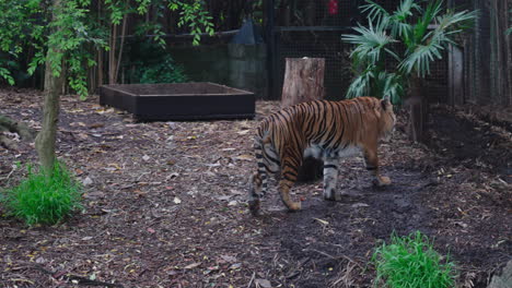 un tigre macho adulto marca su territorio rociando orina y luego se aleja en el zoológico.