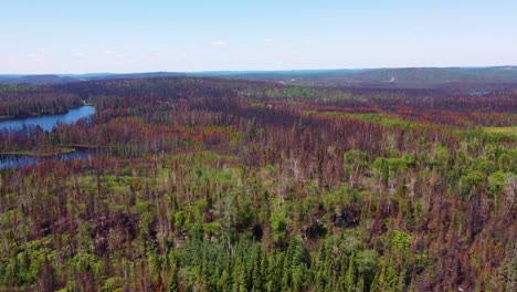 Volar-Sobre-El-Bosque-De-Coníferas-Dañado-Después-De-Un-Incendio-Forestal-Cerca-De-Lebel-sur-quévillon,-Québec,-Canadá