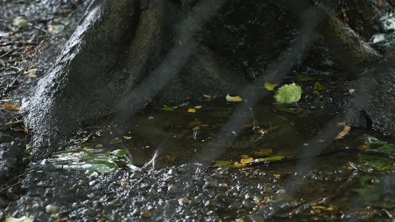 Drops of rain drip into the puddle near the roots of the tree, view through the metal fence