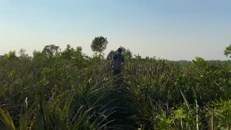 wonderful rear wide view of man wondering though crop vegetation at golden hour