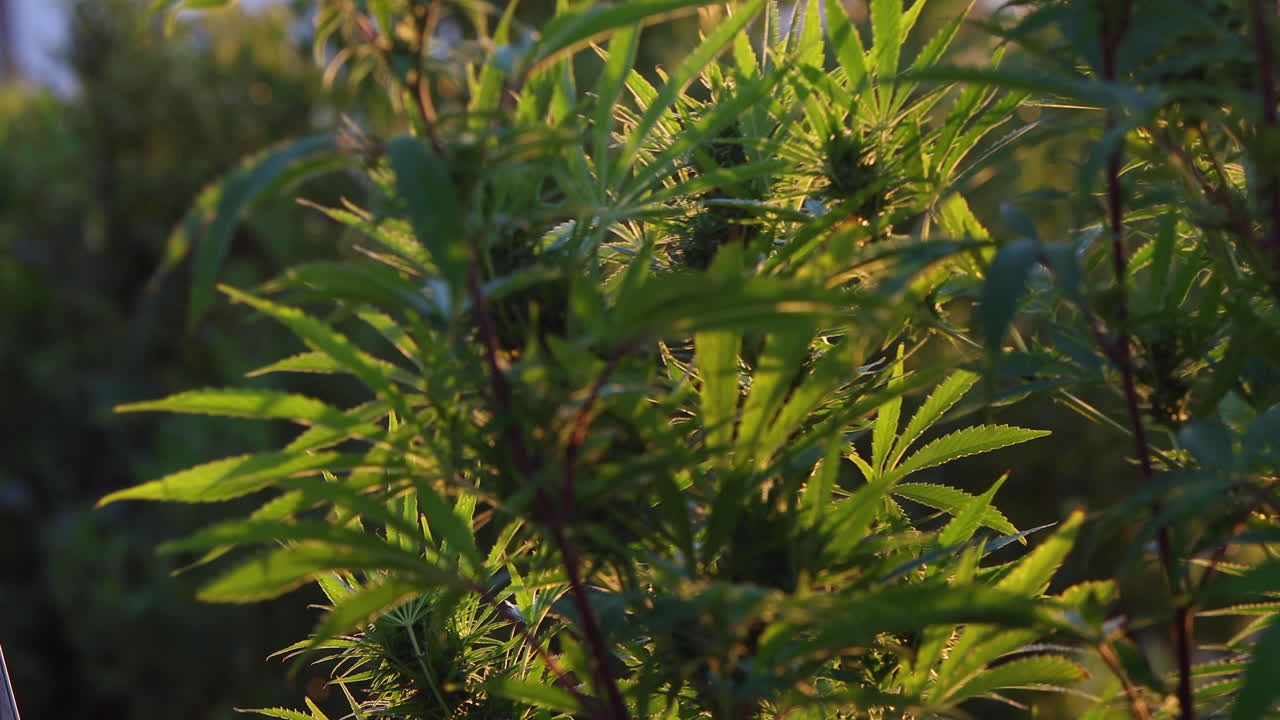 야외 농장의 마리화나 농업