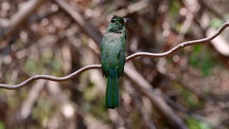 el abejaruco de barba azul se encuentra en la península de malaya, incluida tailandia, en claros de bosques particulares