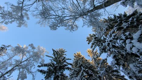 looking up snow covered pine trees in winter forest with blue sky