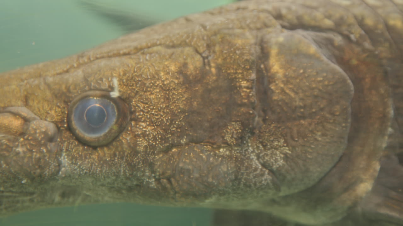 fish filmed in an aquarium