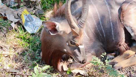 nyala antelope relaxing in a grassy area