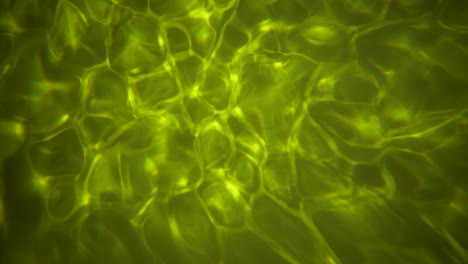 agua o veneno y luz tóxica cáustica en el fondo del fondo marino.