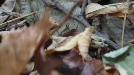 Colors,-shapes-and-details-captured-in-the-autumn-leaves