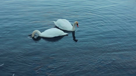 Cisnes-Blancos-Nadando-En-El-Lago.-Pareja-De-Cisnes.-Pájaros-Blancos-En-El-Río