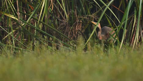 purple heron   in reeds area in morning