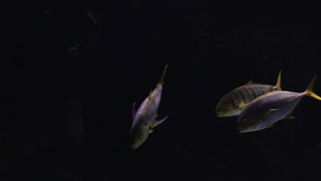 wide shot of several fish swimming deep underwater 03