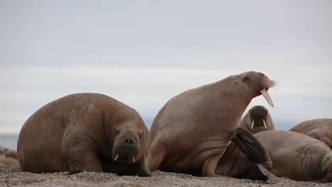 close up of two individiduals of walruses, one is scretching his neck