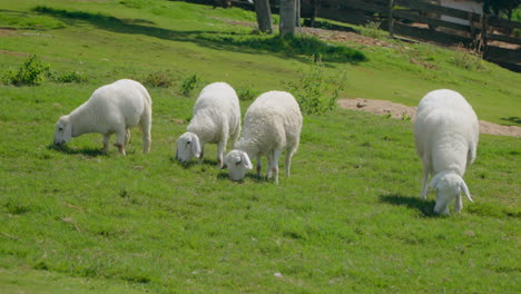 flock of sheep grazing green grass at farm highland hill in carpathian mountains village - slow motion