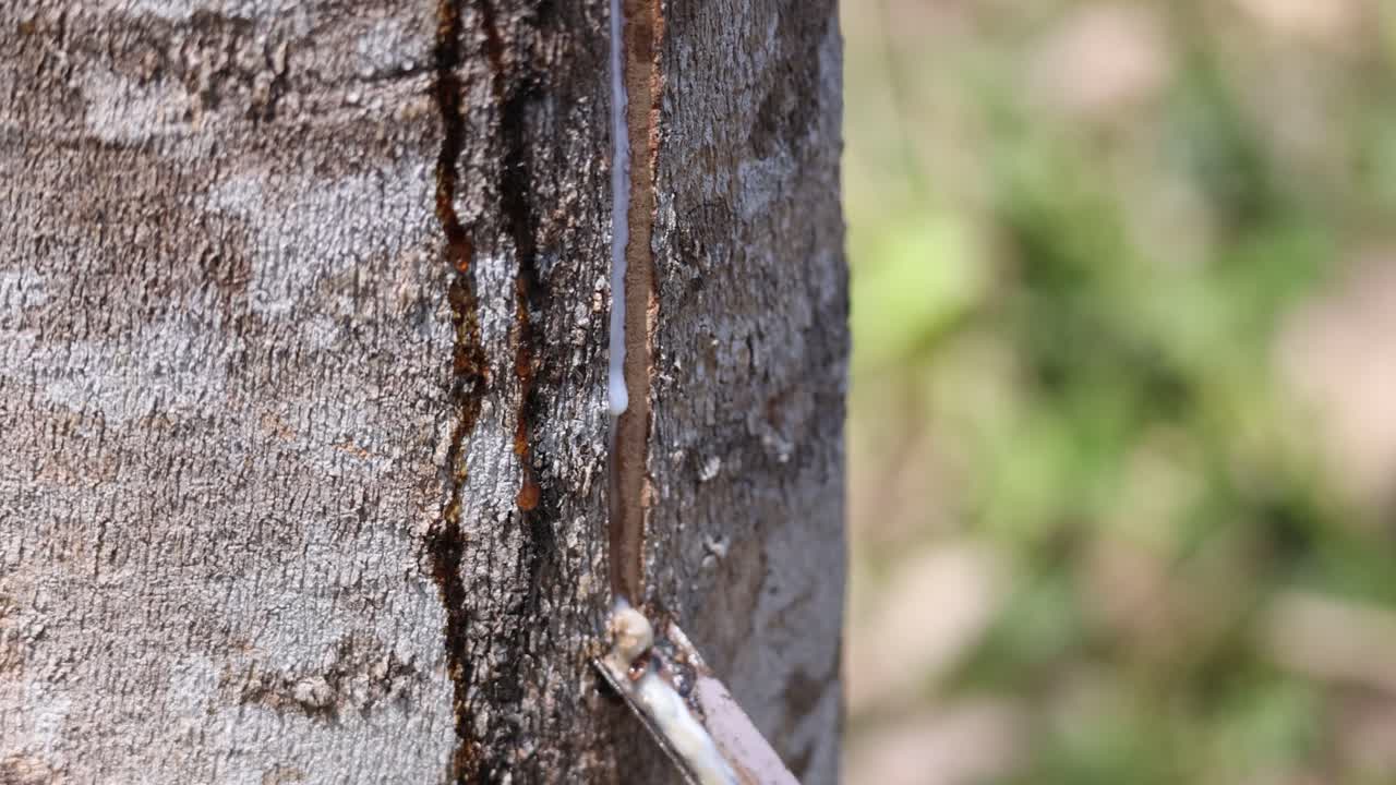 Close-up of latex dripping from a rubber tree in a sunlit farm environment, highlighting the natural extraction process
