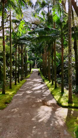 walking by the alley in the park with the palm trees growing along. exotic nature of the azorean islands, autonomous region of the azores. vertical video.