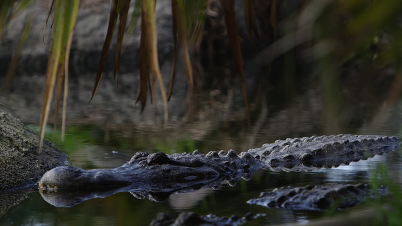 caimanes esperan a sus presas con un hermoso reflejo en el pantano de la jungla