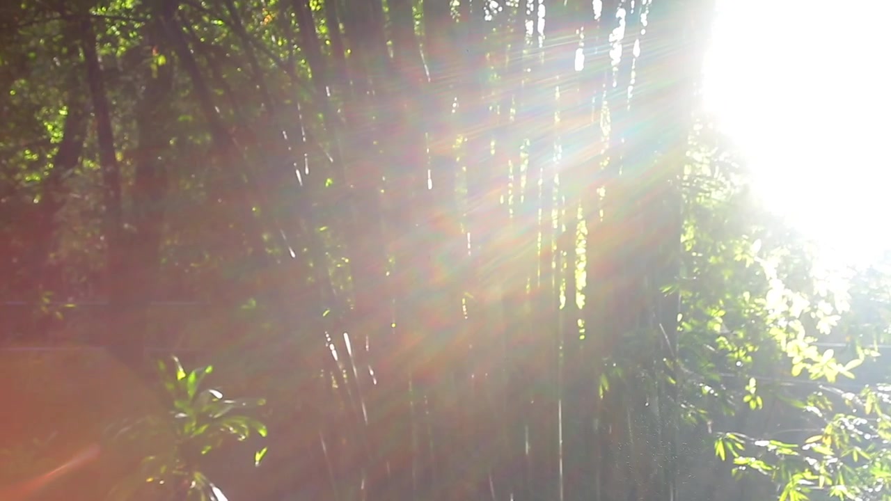 bamboo and sun flare