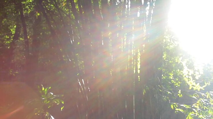 bamboo and sun flare