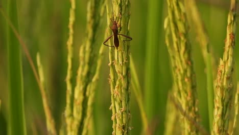 bee in rice grass - relaxing