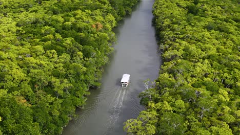 aerial view of a tour boat cruising along a winding river through dense tropical rainforest, captured in smooth daylight drone pan, port douglas, australia